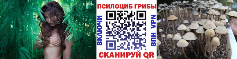 кракен зеркало  Шуя  Псилоцибиновые грибы ЛСД  наркота 